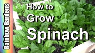 How to Grow Spinach 101 From Seed Planting Pests Problems Harvest to Kitchen [upl. by Kalinda]