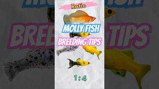 3 💢 Important 🙂 things in Molly Breeding 🐠💫 [upl. by Renate369]