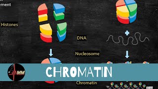 Chromatin Structure  Nucleosomes  Histones  USMLE  Med Madness [upl. by Neyrb42]