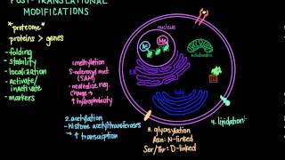 PostTranslational Modifications [upl. by Dempster]