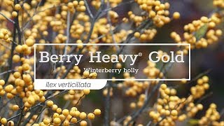 30 Seconds with Berry Heavy® Gold Winterberry Holly [upl. by Hsirehc]