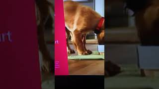 Petsmart Commercial [upl. by Tito]