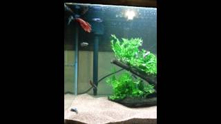 Mutiple male bettas living together [upl. by Ikcir130]