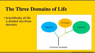 The Three Domains of Life Bacteria Archaea and Eukarya  MCAT BIOLOGY [upl. by Elwaine]