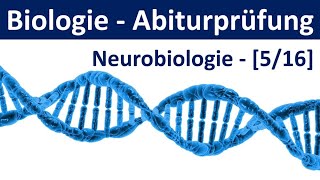 Biologie Abiturprüfung  Neurobiologie  Tipps und Aufgabentypen Abitur Biologie 516 [upl. by Romonda]