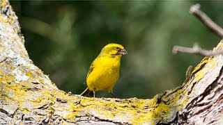 Le prince canari un conte dItalo Calvino par Gérard conteur à lAge dOr de France [upl. by Dione]