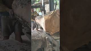 Masih konsisten Trembesi sawmill wood [upl. by Asiul]