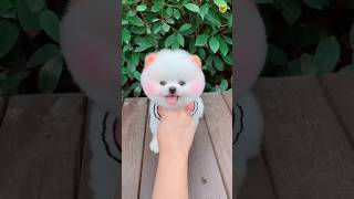 teacup dog price in India  Pomeranian puppies pomeranianpuppies shorts viral trending rajesh5g [upl. by Bove698]