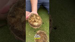 Aerating amp topdressing my backyard putting green [upl. by Hras834]