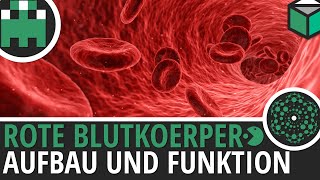 Rote Blutkörperchen Aufbau und Funktion einfach erklärt│Biologie Lernvideo Learning Level Up [upl. by Ysnap75]