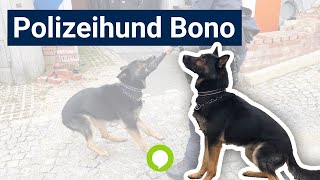 Polizeihund Bono im Training [upl. by Elleon]