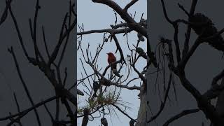 Scarlet Tanager sings from tall Pine [upl. by Lael]