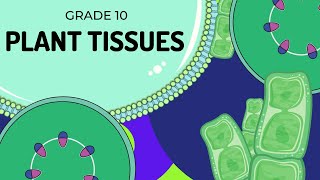 plant tissues  Meristematic amp Permanent tissues  Trichomes  Stomata types   شرح مادة البوتاني [upl. by Zalea]