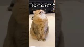 猫ミーム元ネタamp素材 いびき猫ver 猫ミーム 猫 cat もうおっさんやん [upl. by Oetomit]