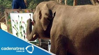 Â¡Â¡Â¡INCREÃBLE La elefante que pinta asombosos lienzos con su trompa [upl. by Kcorb]