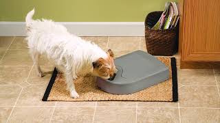 Petsafe 5 Meal Automatic Pet Feeder Review [upl. by Justina]