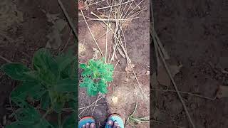 vivasayam tamil videos vivasayi nature shortsvideovirul shorts [upl. by Ervin326]