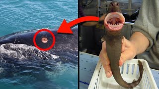 10 MOST DANGEROUS Ocean Creatures In The World [upl. by Witcher315]