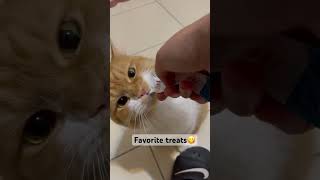 CATS FAVORITE TREATS satisfying cats shorts [upl. by Erdda]