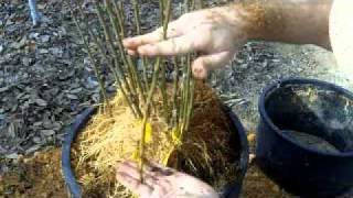 Propagating Clonal Rootstocks [upl. by Anirehtak]