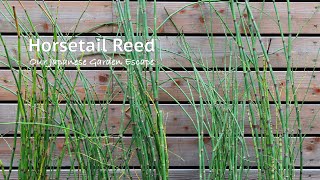 Horsetail Reed  All You Need to Know  Our Japanese Garden Escape [upl. by Norbert577]