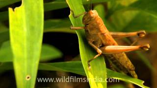 Grasshopper in Indonesia [upl. by Sirromad]