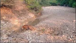 Ranthambhore National Park [upl. by Silletram]