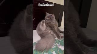 Farting bamsi trending ytshort funnyanimal bamsifunny [upl. by Dorcea]