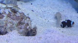 Viral Crazy Battle Between A Jawfish and a Goby [upl. by Venu]