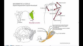 Mouvement de la scapula [upl. by Notsyrb]