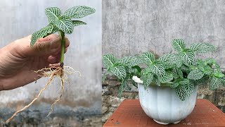 Unexpectedly propagating the Fittonia plant from leaves took root so much [upl. by Einamrej180]