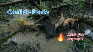 Empaque e Acuação🔥 [upl. by Droffats725]