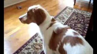 Dog Training  Teaching a pointer to point and retrieve [upl. by Ibmab]