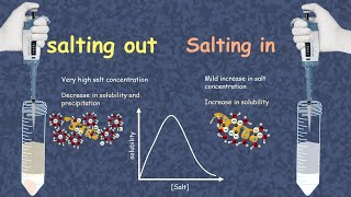 Salting in and salting out  How does salting out happen  what is salting in of proteins [upl. by Nanette]