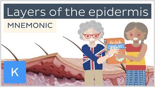 Layers of the epidermis mnemonic  Human Anatomy  Kenhub [upl. by Kip]