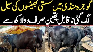 Gojra Maweshi Mandi Today  Buffalo Fresh Rates Update  Buffalo Mandi 2024 [upl. by Yttik]