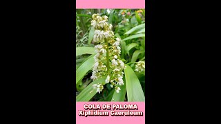 COLA DE PALOMAXiphidium Caeruleum SHORTS [upl. by Wise107]