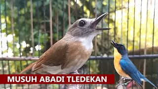 Burung SRDC Jantan GACOR ‼️ Suara Pancingan Tledekan Gunung Sulingan Bakau Jongkangan Agar Bunyi Lot [upl. by Ziladnerb91]