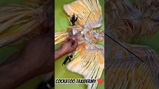 taxidermy cockatoo parrot petlover macawparrot macaw dead reels shorts youtubeshorts usa [upl. by Nilsoj700]