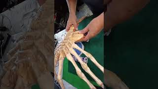 My facehugger pet facehugger diy homemade cosplay alienface alienromulus craft [upl. by Villada]