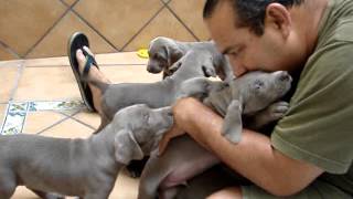 Weimaraner puppies for sale DRinalba [upl. by Imnubulo]