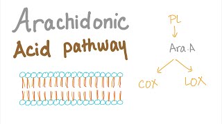 Arachidonic Acid Pathway The most Comprehensive Explanation  COX1 COX2 LOXProstaglandin LTNs [upl. by Adamsen]