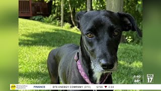 Pet Adoption Tuesday Meet Jo [upl. by Latton]