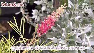 สนเกรวิลเลีย Grevillea banksii Spider flowerFeather flower [upl. by Oyr]