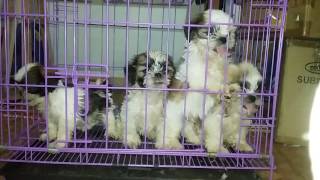 Excited Puppies Shih tzu Puppy Dog Barking Sounds [upl. by Nosnor]