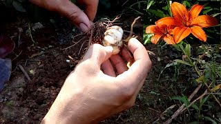 How to grow Krin Lilies [upl. by Raviv196]