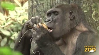 Kamba and Zachary Gorillas with Coconut [upl. by Trahurn435]