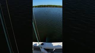 Tarpon almost jumps in our boat today tarpon tarponfishing fishing fish floridafishing shimano [upl. by Ennaylloh274]