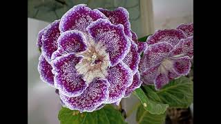 Gloxinia 11 October 2024 [upl. by Attiuqal]