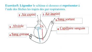 Exercices 3ac la respiration chez lHomme تمارين الثالثة إعدادي استعدادا للفرض الثاني الدورة الأولى [upl. by Mischa]